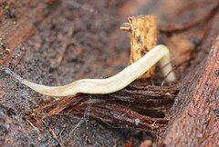 Argonemertes australiensis