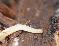 Argonemertes australiensis