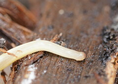 Argonemertes australiensis