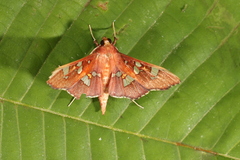 Phostria temira