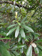 Myrsine seguinii