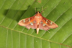 Phostria temira
