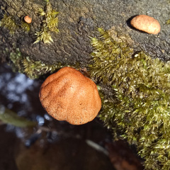 Anthracophyllum archeri