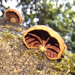 Anthracophyllum archeri