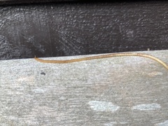 Blaniulus guttulatus