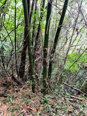 Bambusa stenostachya