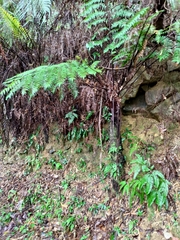 Gymnosphaera podophylla