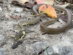 Zamenis longissimus