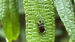 Attelabidae