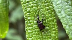 Attelabidae
