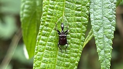 Attelabidae