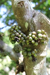 Ficus benguetensis