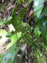 Microsorum pustulatum pustulatum