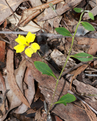 Goodenia paniculata