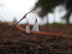 Acis autumnalis