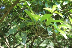 Ficus benguetensis