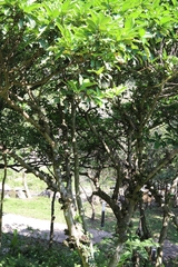 Ficus benguetensis