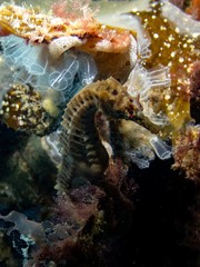 Hippocampus abdominalis
