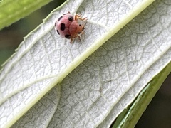 Diekeana admirabilis