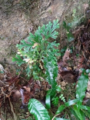 Selaginella doederleinii