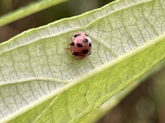 Diekeana admirabilis