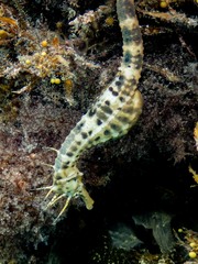 Hippocampus abdominalis