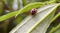 Diekeana admirabilis