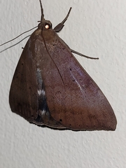 Achaea