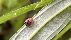 Diekeana admirabilis