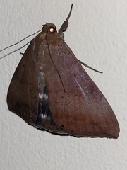 Achaea