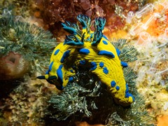 Tambja verconis