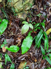 Tectaria harlandii