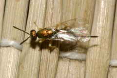 Torymidae
