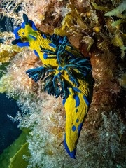 Tambja verconis