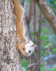 Sciurus variegatoides