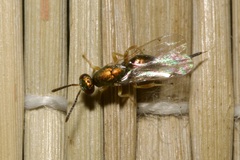 Torymidae
