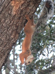 Sciurus variegatoides