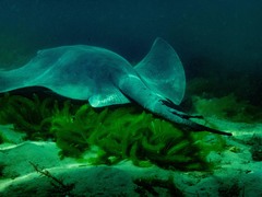 Bathytoshia brevicaudata