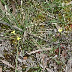 Diuris chryseopsis