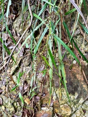 Scleria terrestris