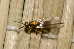Torymidae