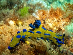 Tambja verconis