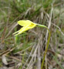 Diuris chryseopsis
