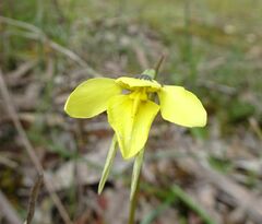 Diuris chryseopsis