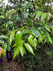 Castanopsis carlesii