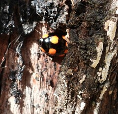 Paropsisterna sexpustulata