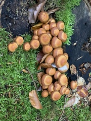 Kuehneromyces