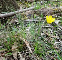 Ranunculus lappaceus