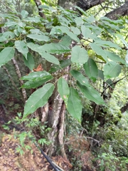 Elaeocarpus japonicus