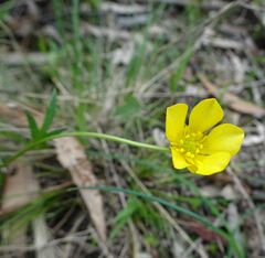 Ranunculus lappaceus